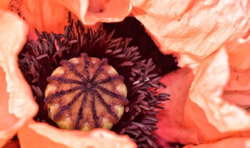 Close-up of flower