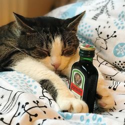 Close-up of a cat resting on bed