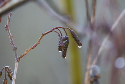 Close-up of dry flower plant