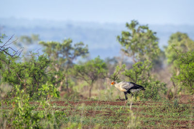 Bird perching on a land