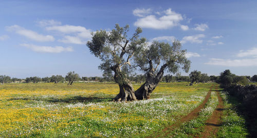 Trees on field against sky