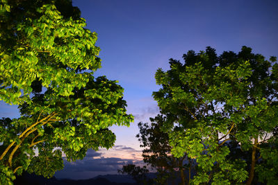 Low angle view of silhouette trees against sky