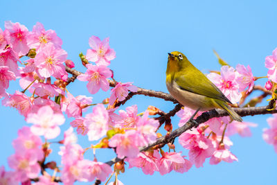 Low angle view of pink cherry blossoms in spring