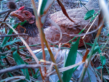 Close-up of a bird on a land