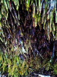 Close-up of mushrooms growing on tree trunk