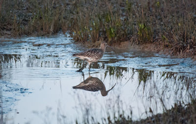 Bird in a lake