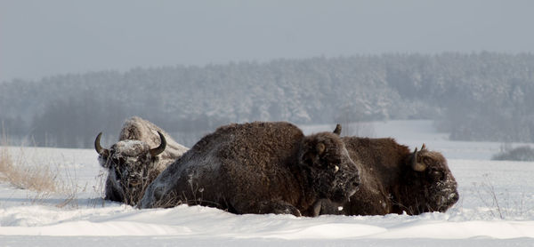 3 wisent  29 degrees below 0