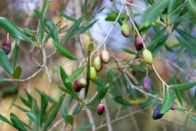 Close-up of berries growing on tree