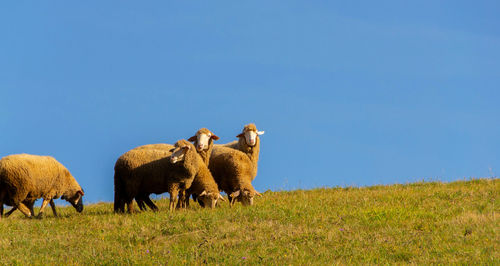 View of sheep on field