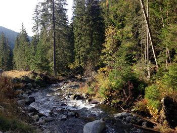 Stream flowing through forest