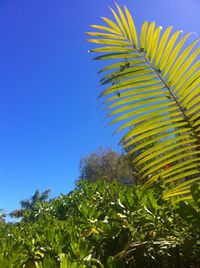 Low angle view of palm tree against clear blue sky