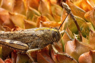 Close-up of crab on dry leaves