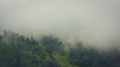 Trees in forest
