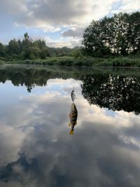 Reflection of tree in lake against sky