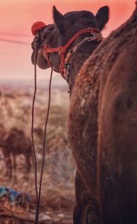 Close-up of horse against sky during sunset