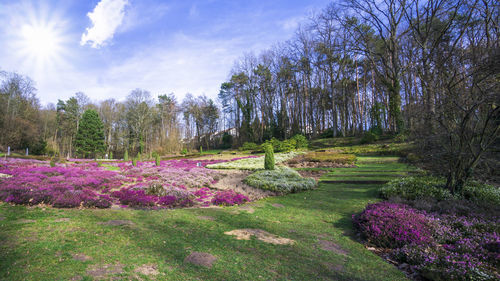 View of flowering plants and trees in park