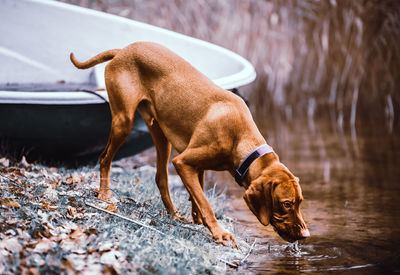 Dog in a water