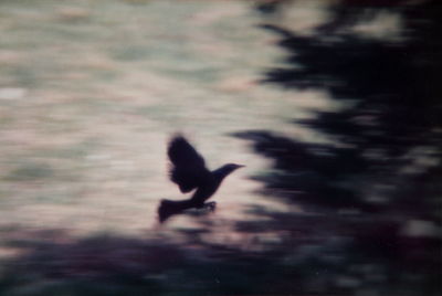 Close-up of bird in background