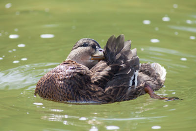 Ducks in a lake