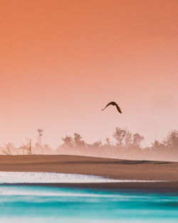 Bird flying over sea against sky during sunset