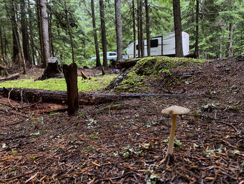 Trees growing in forest