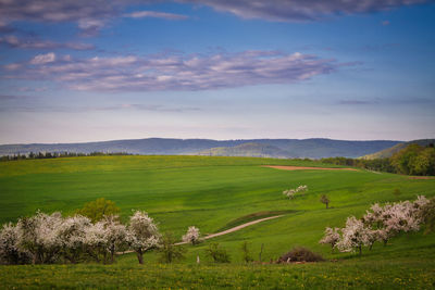 Scenic view of field against sky