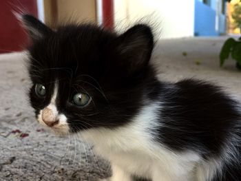 Close-up portrait of cat