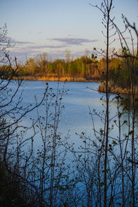 Bare trees by lake