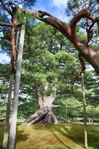 Low angle view of tree against sky