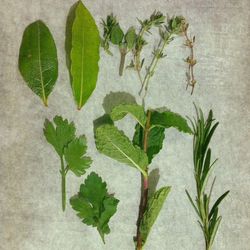 Close-up of plant against white background