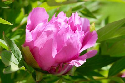 Close-up of pink flowers