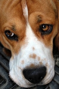 Close-up portrait of dog