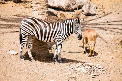 Zebras standing in a field