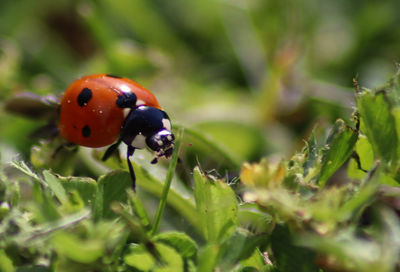 Close-up of ladybug on plant