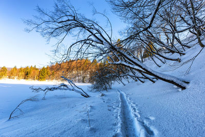 Bare trees on snow covered field against sky