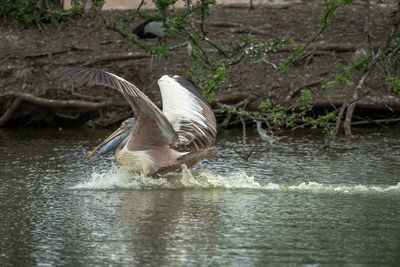 Bird flying over lake