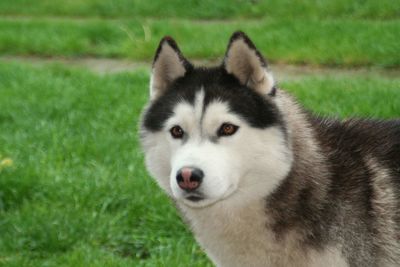 Portrait of dog on field