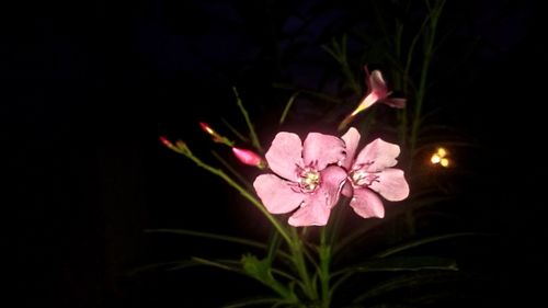 Close-up of pink flowers blooming at night