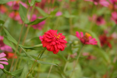 Close-up of pink flowering plant