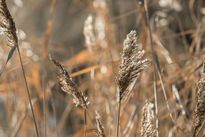 Close-up of wheat plants on field