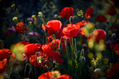 Close-up of red poppy flowers in field