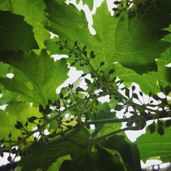 Low angle view of leaves