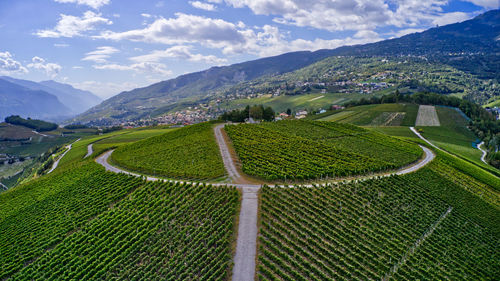 Scenic view of agricultural field against sky