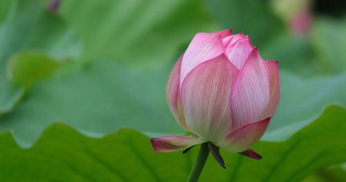 Close-up of pink lotus water lily