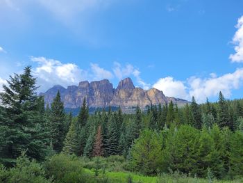 Scenic view of pine trees against sky