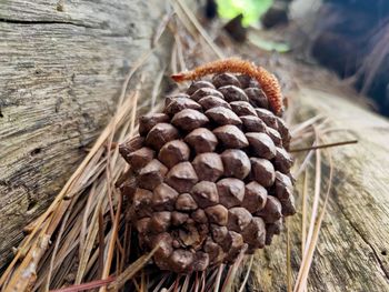 Close-up of pine cone on tree trunk