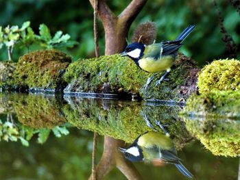 Great tit reflecting on calm lake