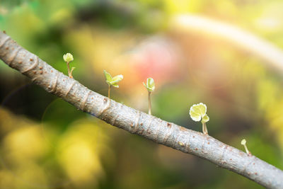 Close-up of fresh green plant against blurred background