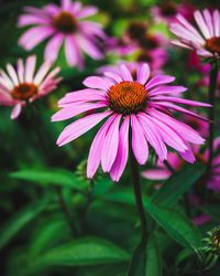 Close-up of purple flowering plant in park