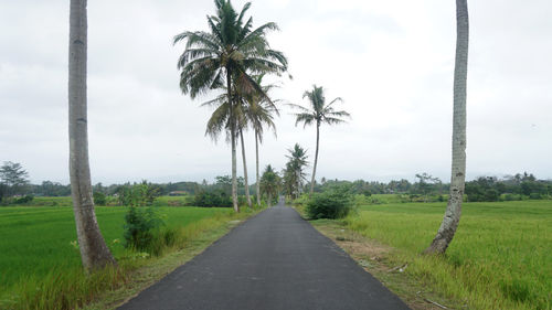 Scenic view of palm trees on field against sky